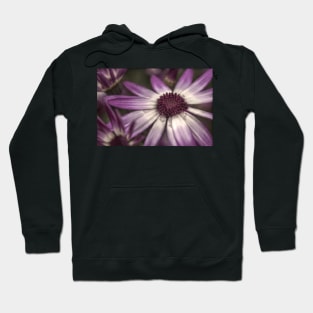 HDR Senetti #2 Hoodie